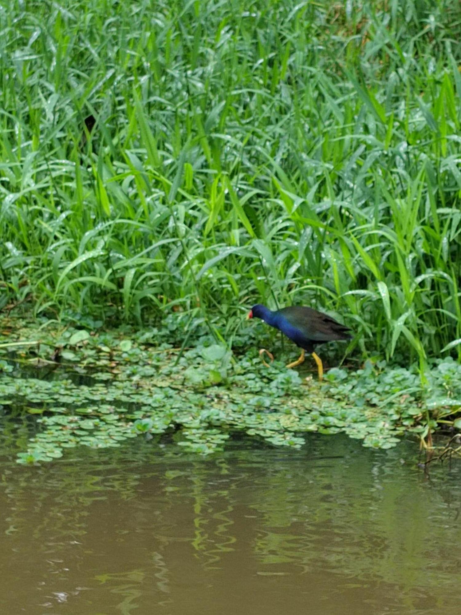 Cabinas Agamy Tortuguero Exterior foto